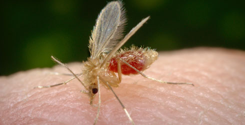 The sand flies that transmit Leishmaniasis are about one third the size of a typical mosquitoes. 